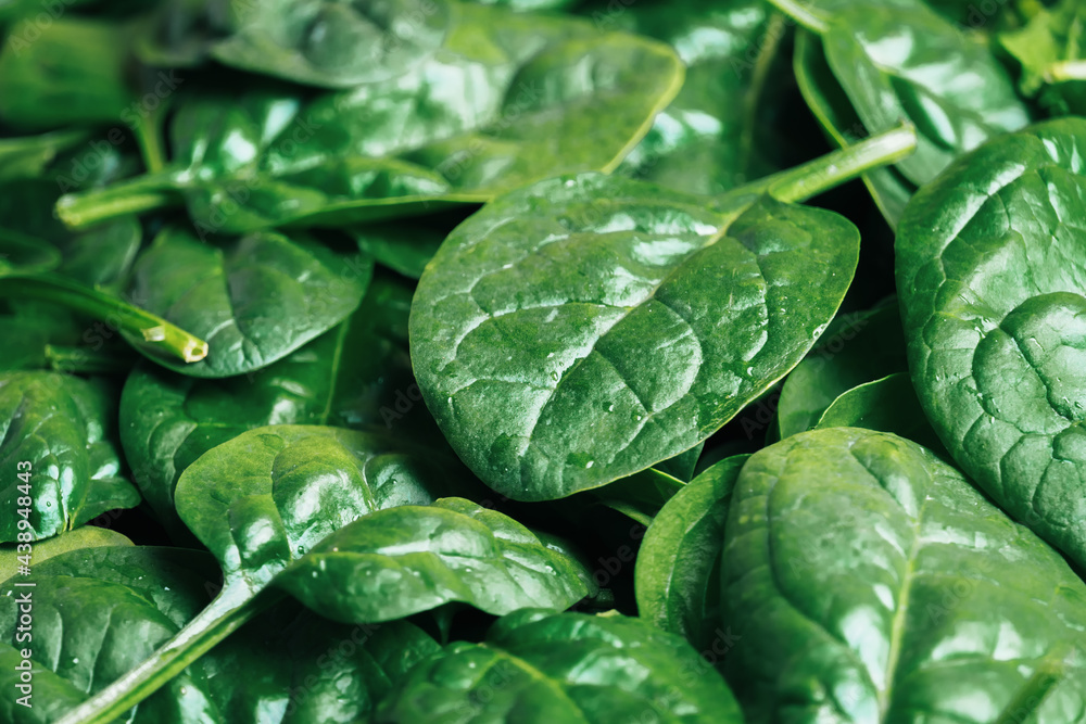 Obraz premium Background of green spinach leaves.