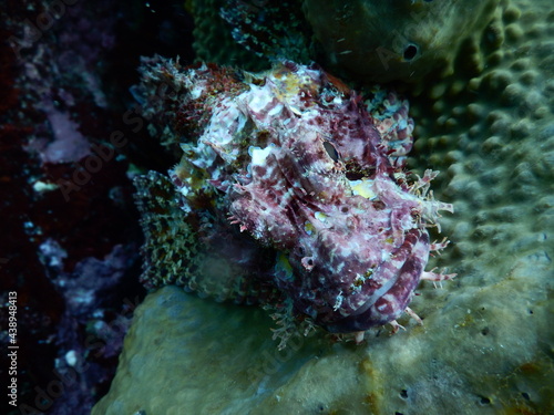 伊豆の海でダイビング中に見かけたブサイクなオニカサゴ