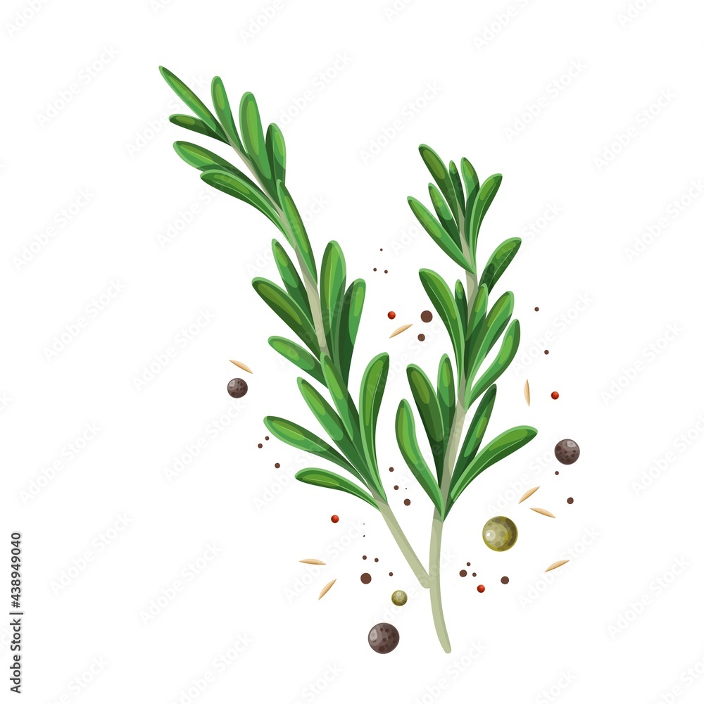 Rosemary sprigs with spice pepper. Culinary herb colored vector illustration.
