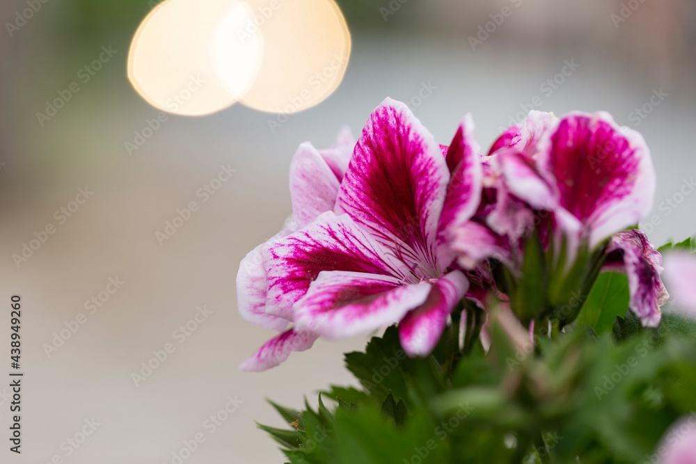Fototapeta premium Magnificent two-color flower Magenta pelargonium grandiflorum (Pelargonium grandiflorum), macro with a wonderful bokeh background.