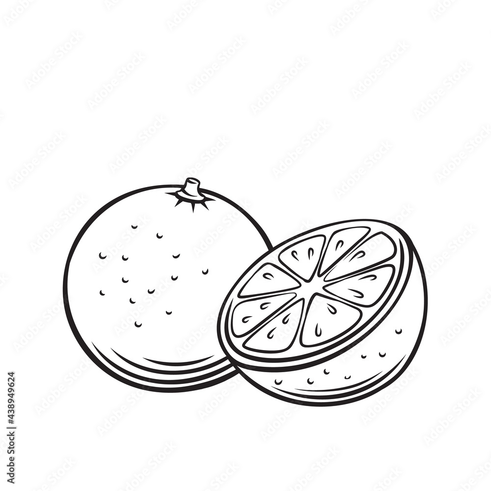 Orange fruit outline vector icon, drawing monochrome illustration
