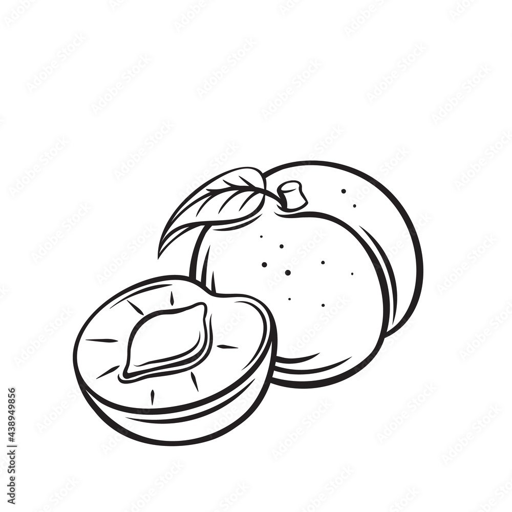 Peach fruit outline vector icon, drawing monochrome illustration. Healthy nutrition, organic food, vegetarian product. Peach fruit outline vector icon, drawing monochrome illustration. Healthy nutrition, organic food, vegetarian product.