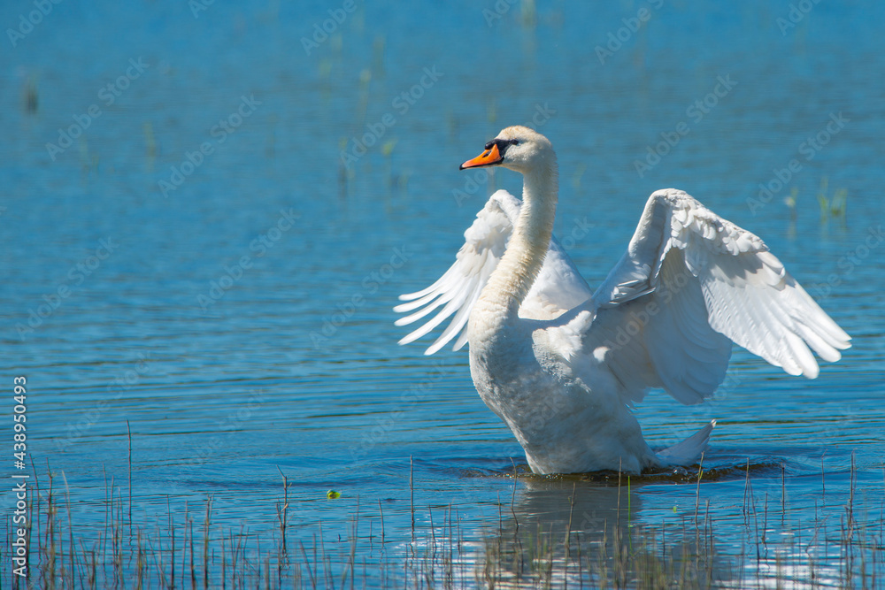 Naklejka premium Schwanenfamilie