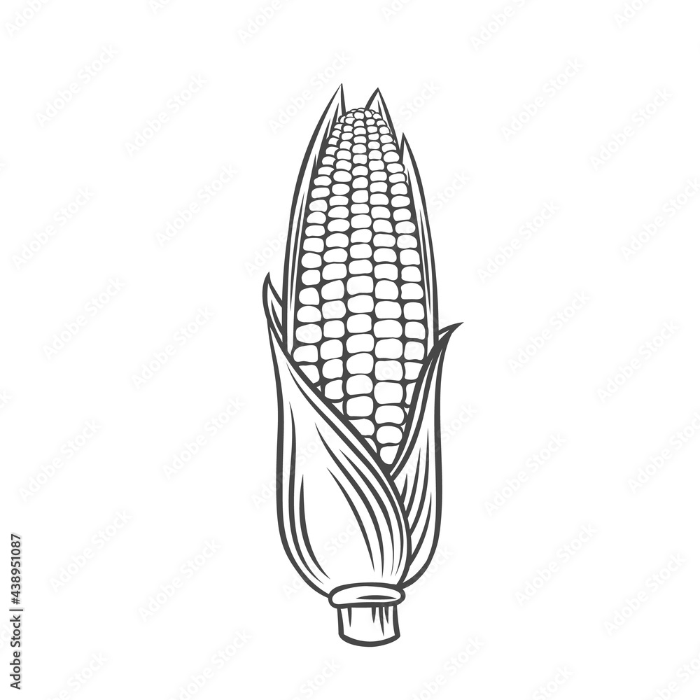 Vector ear of corn. Farm vegetable outline icon, drawing monochrome
