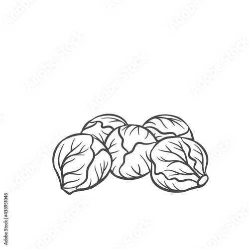 Brussels sprouts vegetable outline vector icon, drawing monochrome illustration. Healthy nutrition, organic food, vegetarian product.
