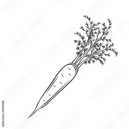 Vector carrot. Farm vegetable outline icon, drawing monochrome illustration. Healthy nutrition, organic food, vegetarian product.