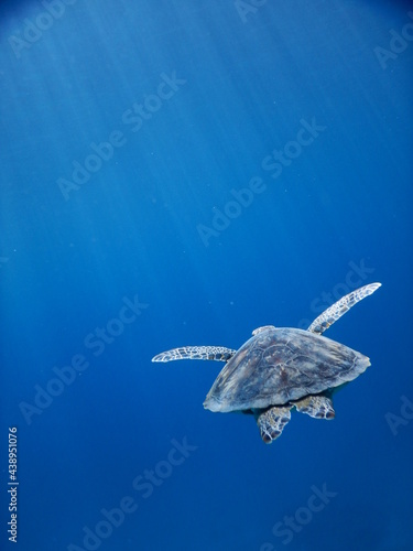 空飛ぶウミガメ