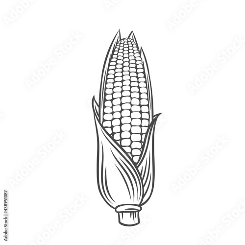 Vector ear of corn. Farm vegetable outline icon, drawing monochrome illustration. Healthy nutrition, organic food, vegetarian product.
