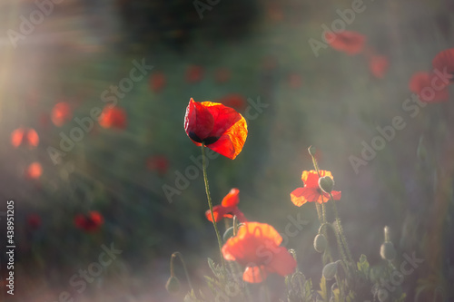 Red poppy close-up in sunlight on a blurry background with space to copy. Summer Background flowers.