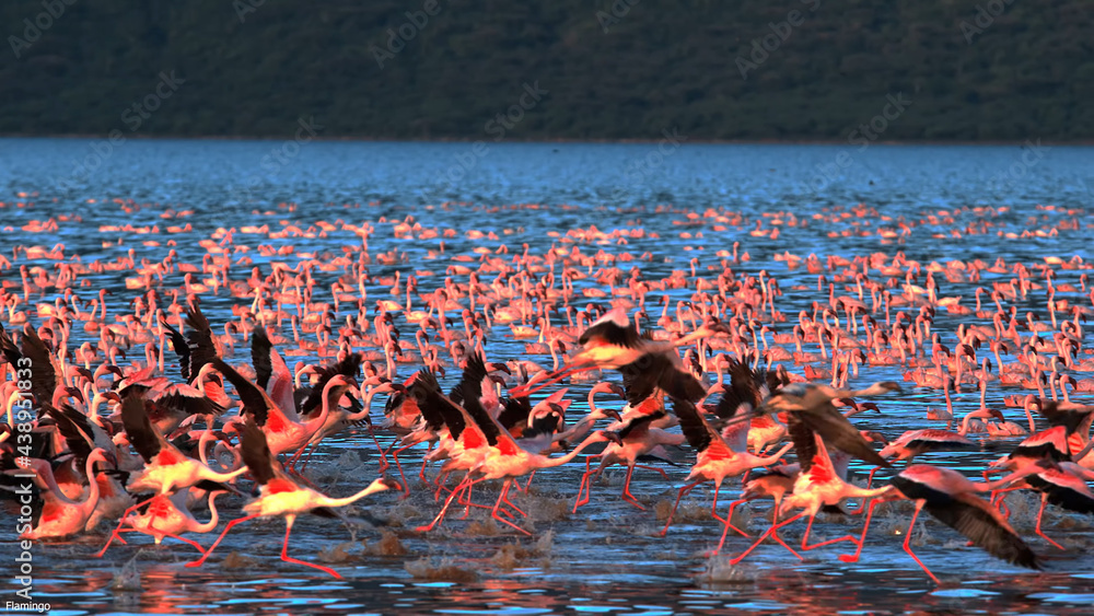 Obraz premium flamingo