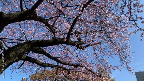 鳥のさえずりと桜の木