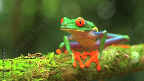 green frog © Анна Данильченко