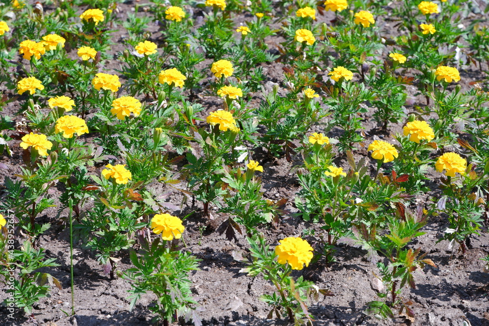 Obraz premium Name of flowers: Marigolds. Flowers grow in the park.