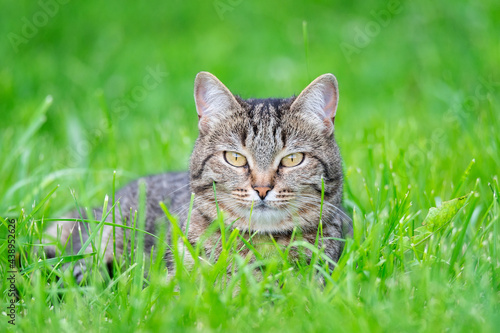 Grey cat on the grass..