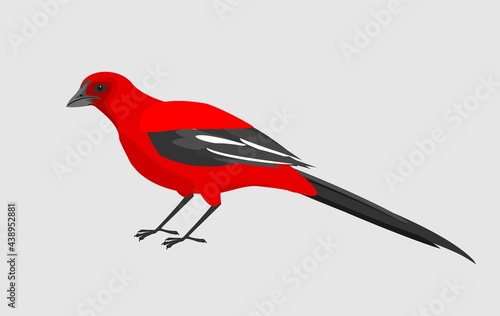 Red bird isolated vector on white bacground