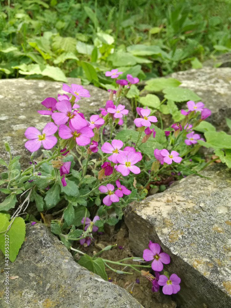 Tiny pink flowers growing in stone low wall in garden. Spring flowers with green background.