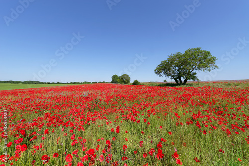 Poppies fields in the French Vexin regional nature park