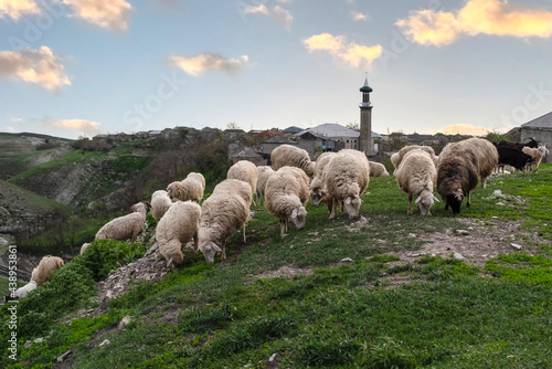 Sheep and goats in the pasture on the background of the mosque in the village of Verkhniy Karanay. Dagestan, Russia
 photo