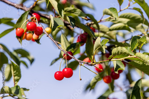 cherry, cherry tree and leaf