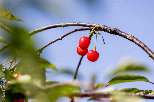 cherry tree