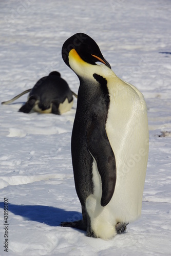 penguin, bird, animal, antarctica