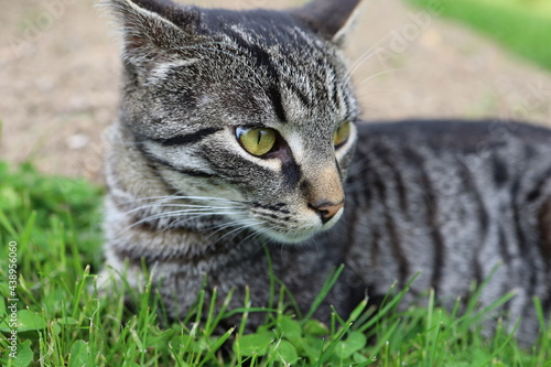 Wallpaper Mural cat in grass Torontodigital.ca