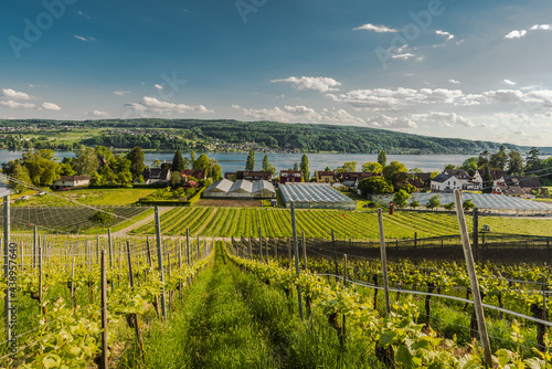 Weinanbau und Gewächshäuser auf der Insel Reichenau, Bodensee, Baden-Württemberg, Deutschland  photo