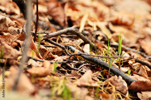Snake crawls on dry leaves in woods among green grass with copy space. High quality photo