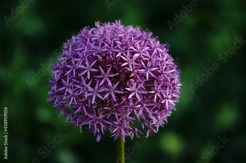Flower top