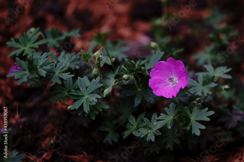 flowers in the garden