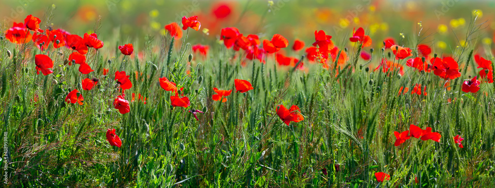 Fototapeta premium A panoramic shot of a wild poppy blooming field with great detail of flowers and stems. An unusual angle and bright colors attract
