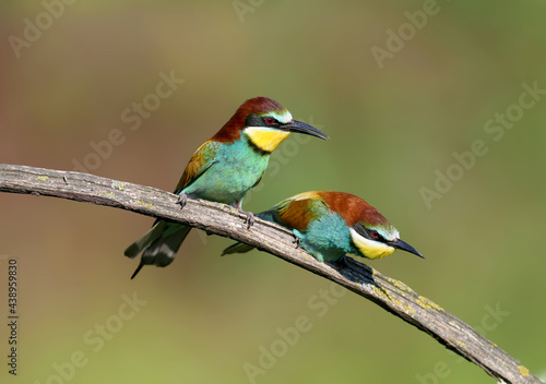 A pair of adult bee-eaters (Merops apiaster) was photographed during ritual feeding and copulation. Close-up bright photo on a beautifully blurred background