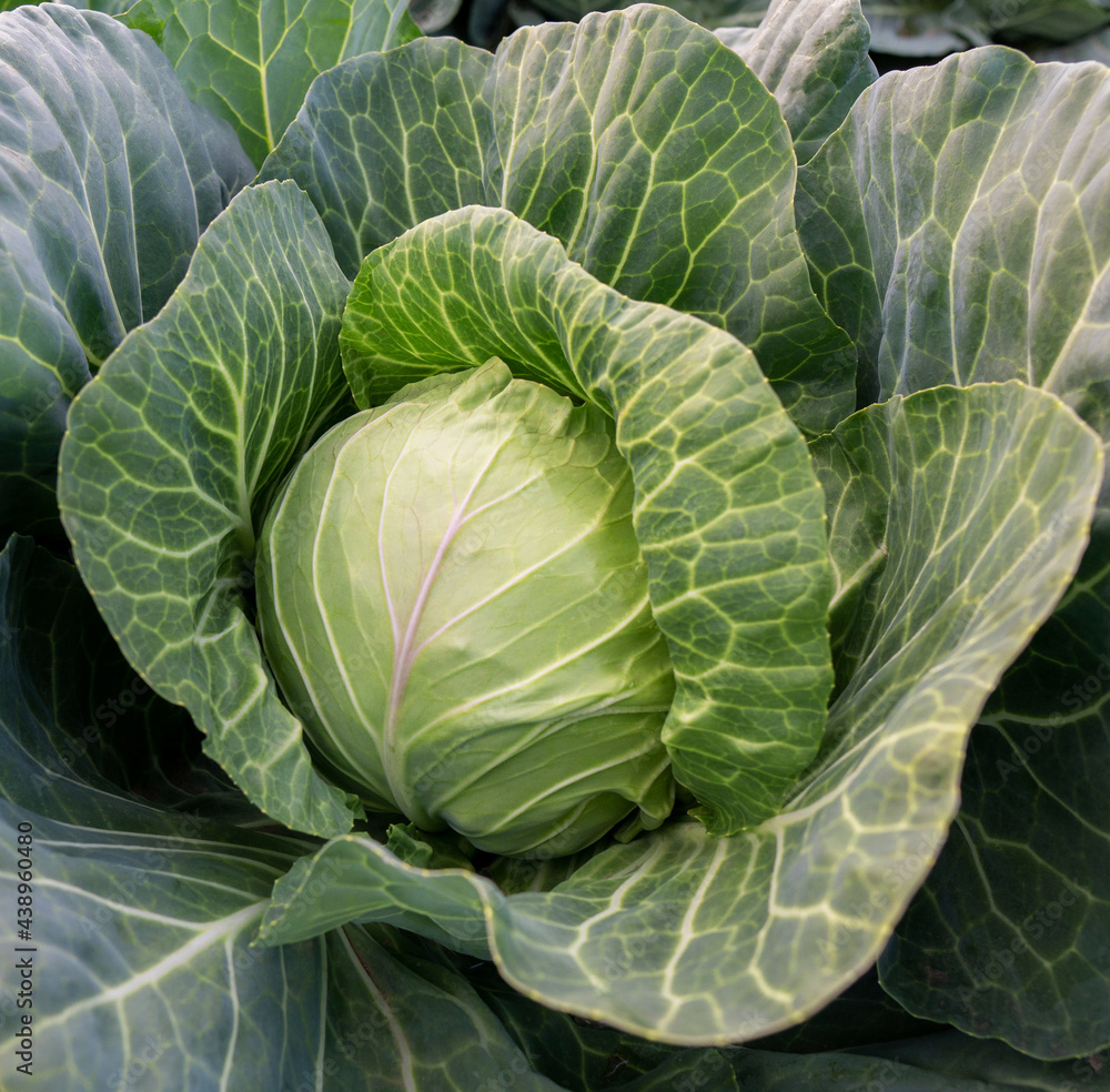 head of young green cabbage close-up. head of young green cabbage close-up.