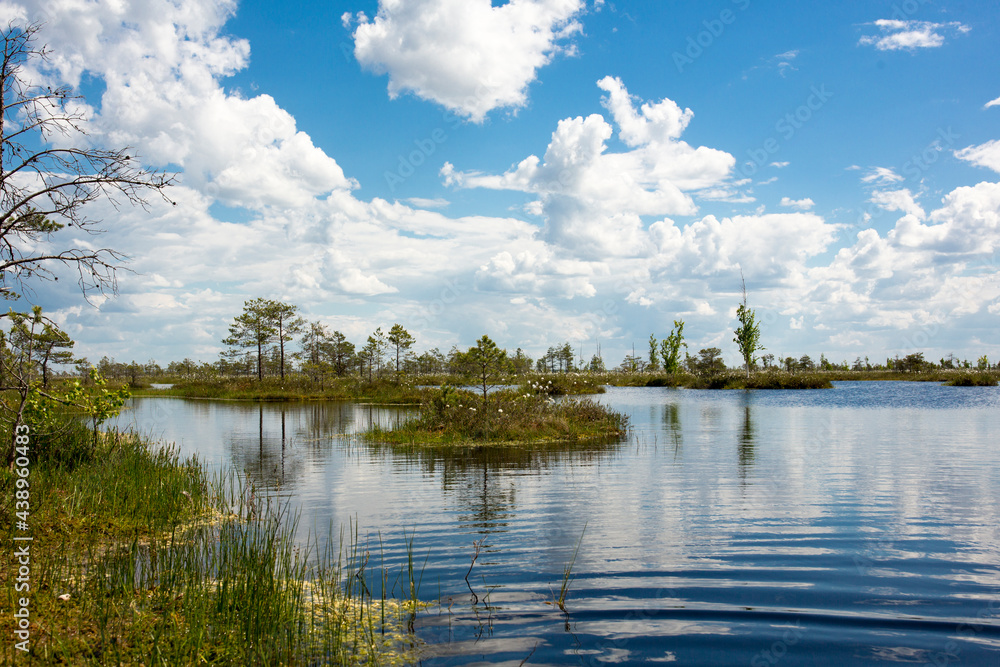 Obraz premium Swamps. Belarusian swamps are the lungs of Europe. Ecological reserve Yelnya.