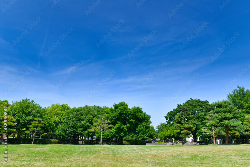 夏の青空と緑の公園