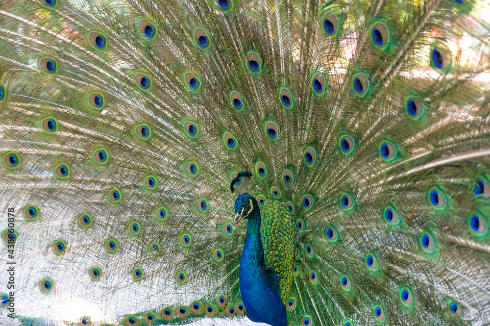 Obraz premium Peacock showing its tail with colorful feathers. Pavo cristatus