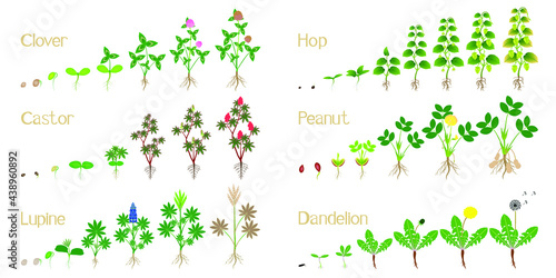 Set of growth cycles of agricultural crops on a white.