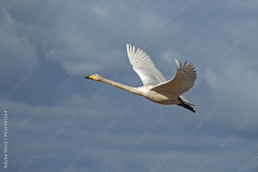 Obraz premium A beautiful white swan flying on the sky. Whooper swan or common swan (Cygnus cygnus).