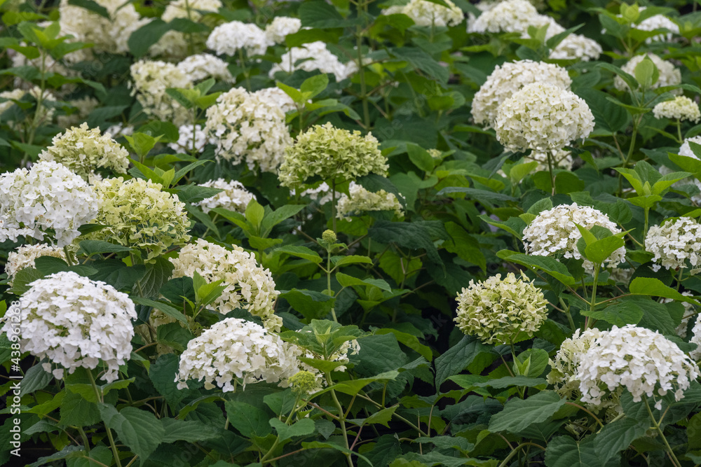 White Hydrangea and green leaf background on shrubs
White Hydrangea and green leaf background on shrubs