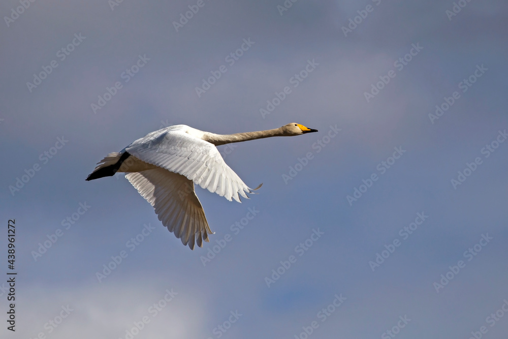 A beautiful white swan flying on the sky. Whooper swan or common swan (Cygnus cygnus). A beautiful white swan flying on the sky. Whooper swan or common swan (Cygnus cygnus).