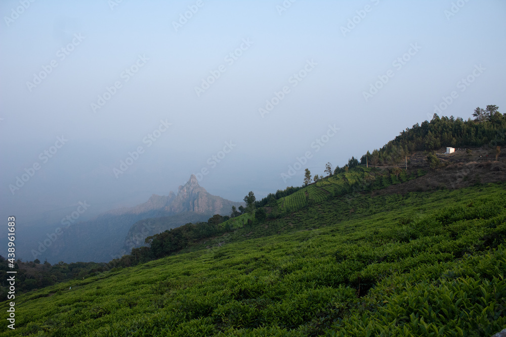 View of rangaswamy peek and kodanadu tea estate in the evening. clouds passing or touching top of the peek or mountain in kodanadu