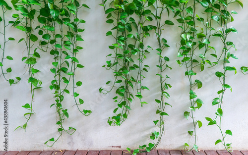 Green wall with Epipremnum aureum. Fito wall with green plant in office.
