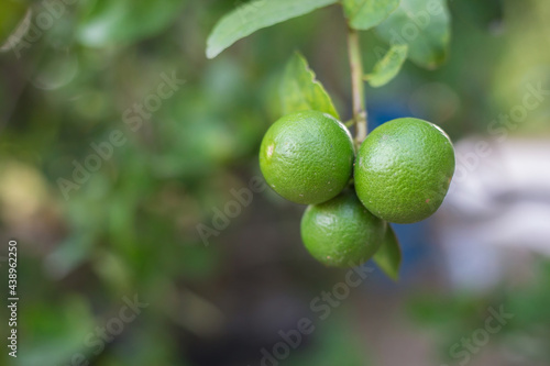 Wallpaper Mural Close-up of green limes hanging from the branches and leaves on the lime tree.Blurred background Torontodigital.ca
