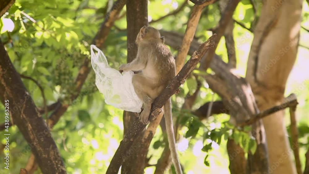 Young monkey learning with plastic bags Young monkey learning with plastic bags
