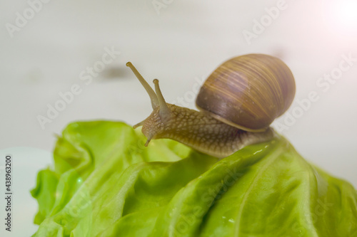 grape snail close up. clam on a cabbage leaf