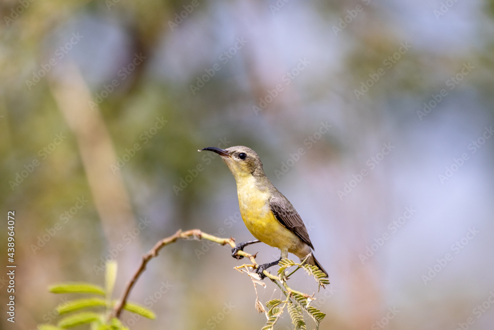 Fototapeta premium yello sunbird