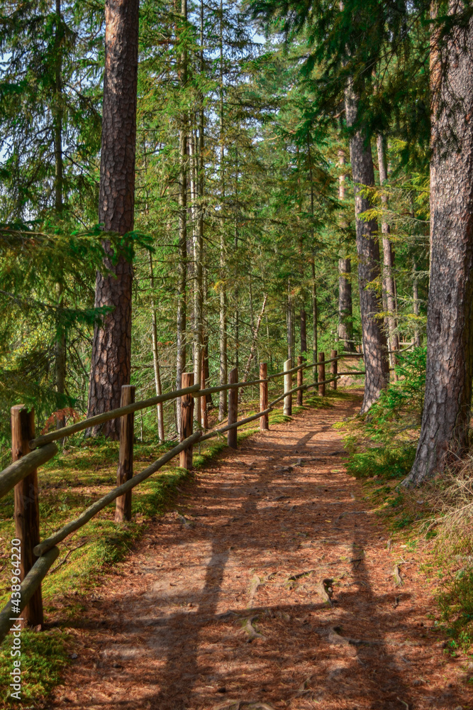 Path in the Forest