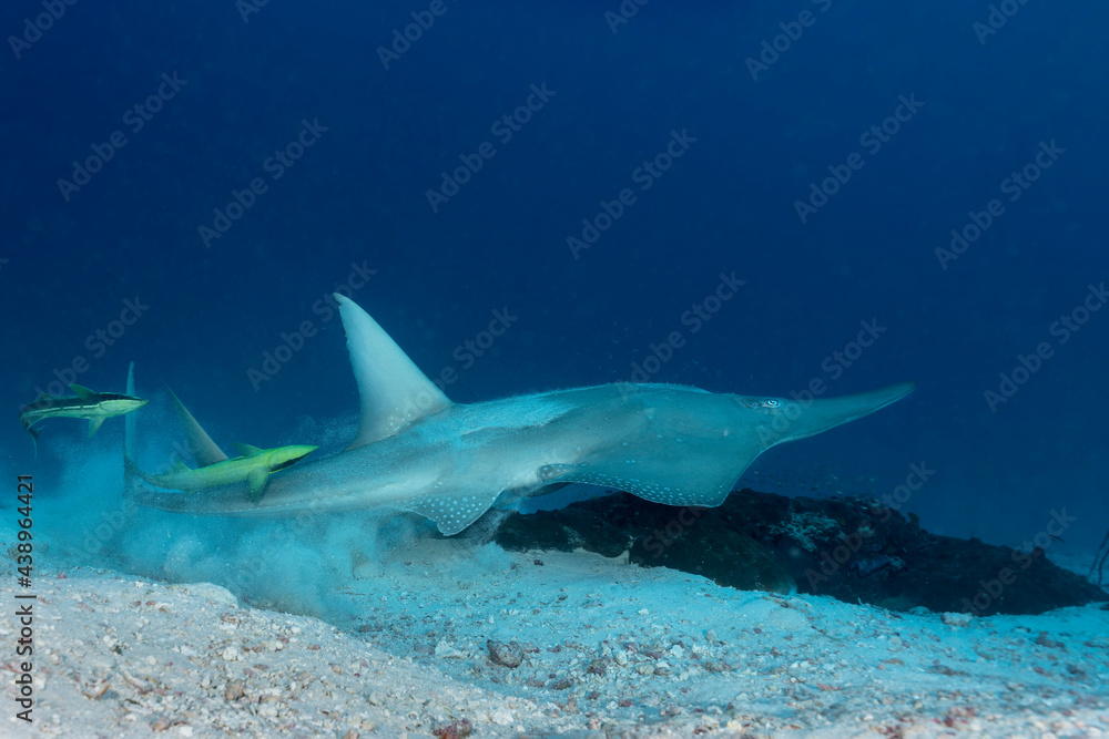 Giant guitarfish (Rhynchobatus djiddensis) in Maldives Giant guitarfish (Rhynchobatus djiddensis) in Maldives