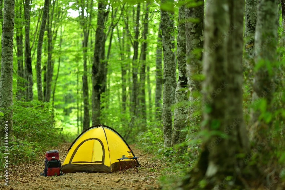 新緑の森のキャンプ				
