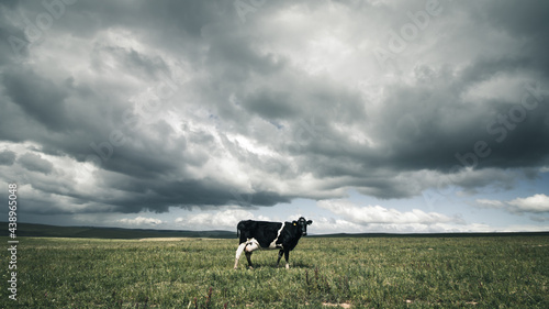 Moody cow in a field with clouds